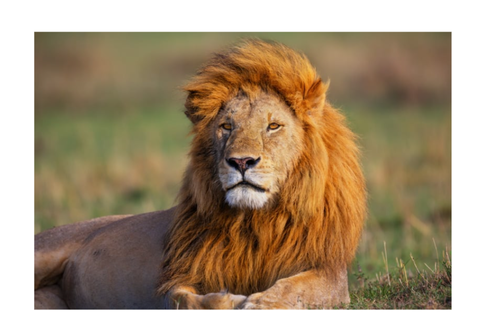 Free animals download