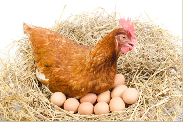 Animaux de la ferme en ANGLAIS