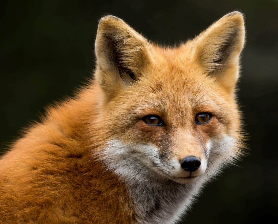 Forest animals