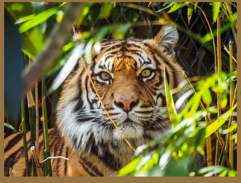 Jungle animals