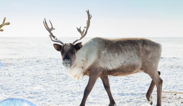 Arctic animals
